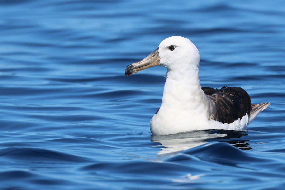 Black-browed Albatross - ML645134371
