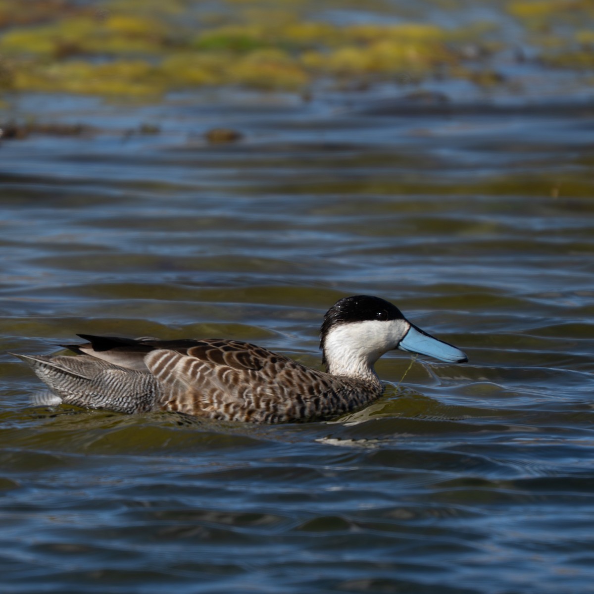 Puna Teal - ML645134372