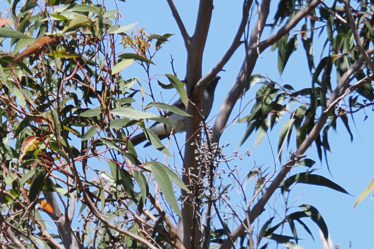 Black-faced Cuckooshrike - ML645134388