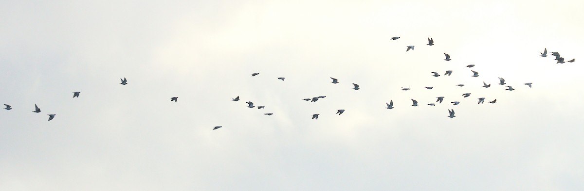 Kaya Güvercini (evcil tip) - ML645134397