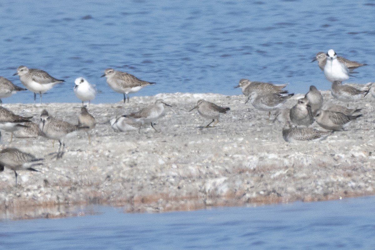 Red Knot - ML645134400