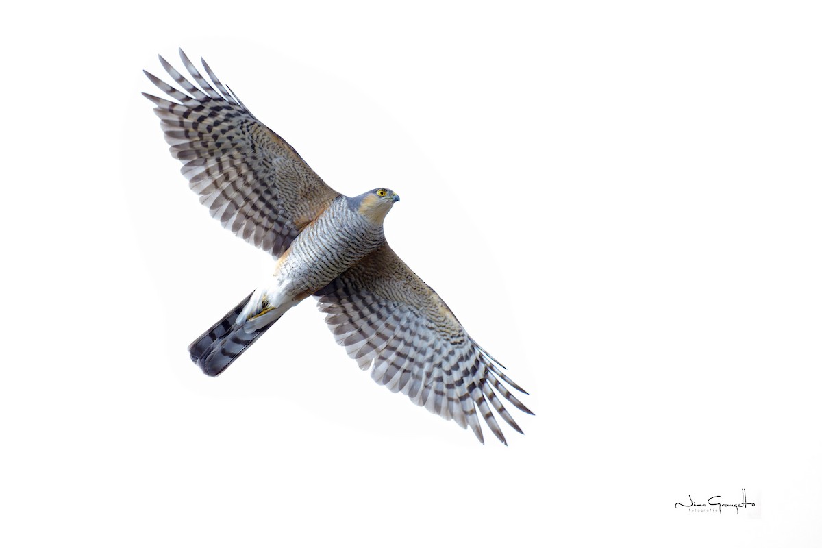 Sharp-shinned Hawk - ML645134411