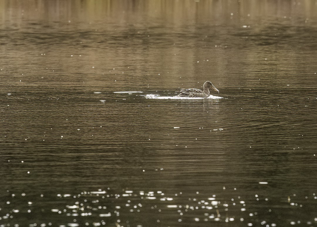 Northern Shoveler - ML645134416