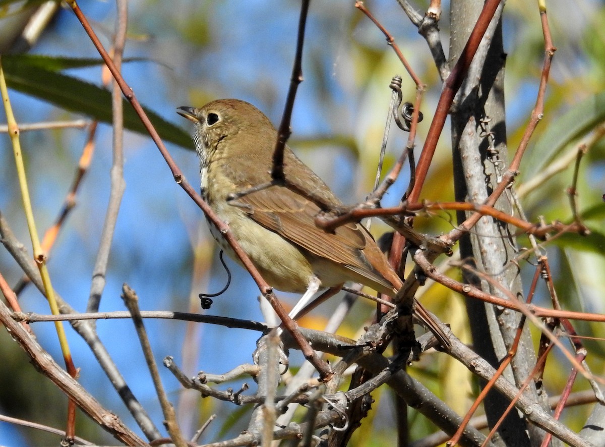 Hermit Thrush - ML645134420