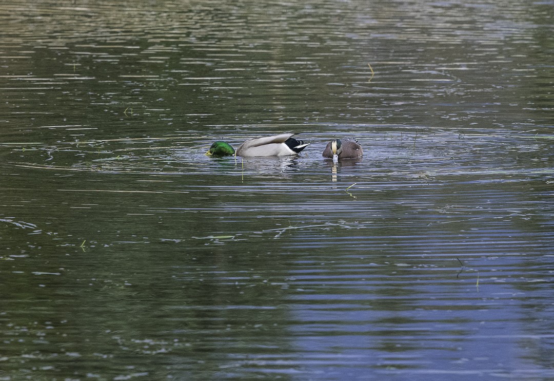 American Wigeon - ML645134422