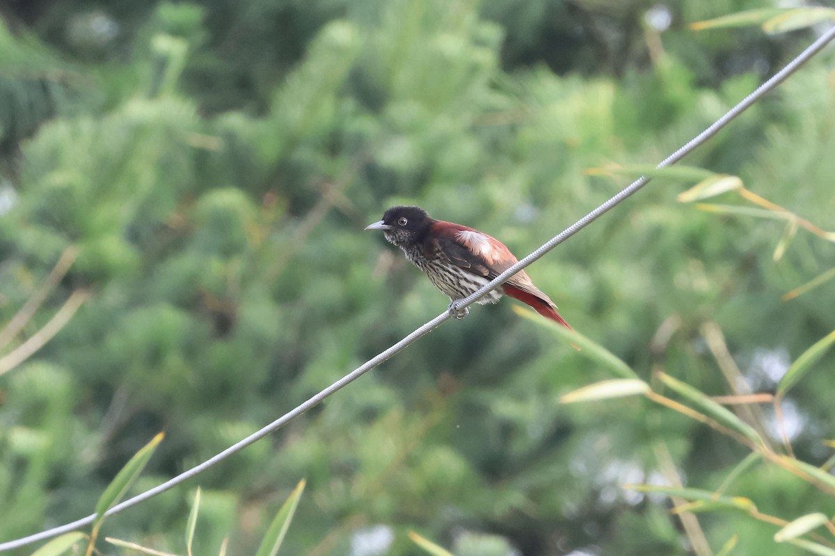 Maroon Oriole - ML645134424