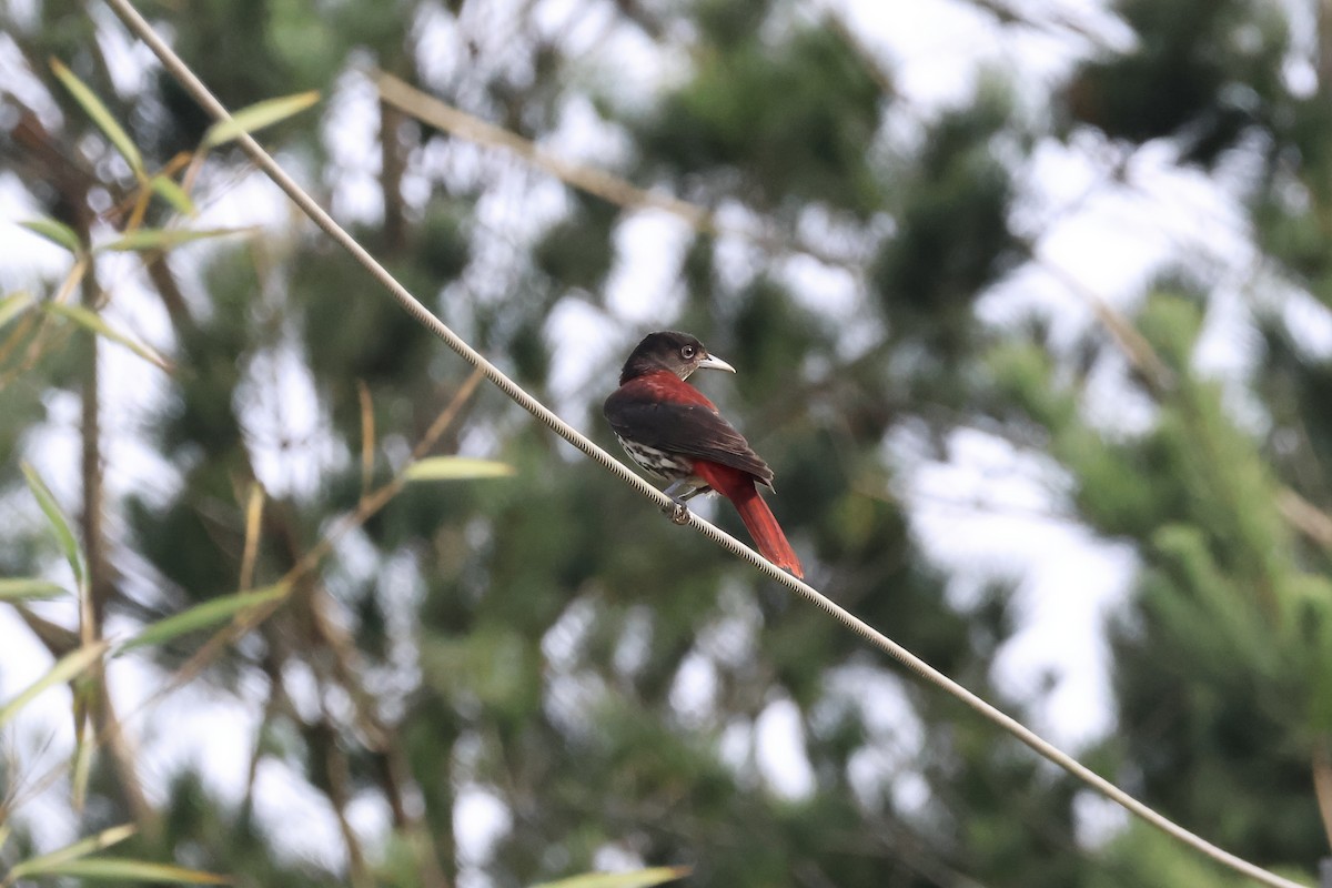 Maroon Oriole - ML645134425