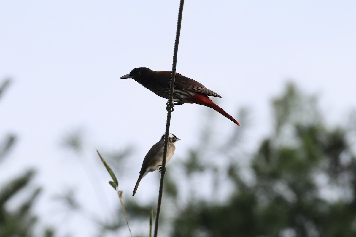 Maroon Oriole - ML645134426