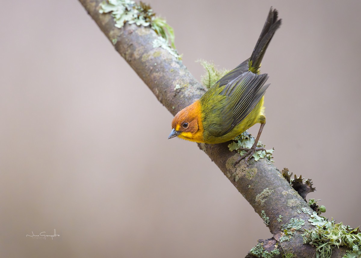 Fulvous-headed Brushfinch - ML645134427