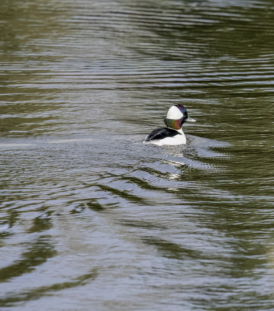 Bufflehead - ML645134434