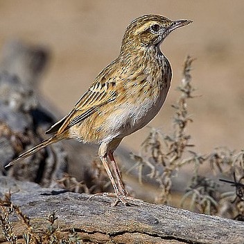 Australian Pipit - ML645134436