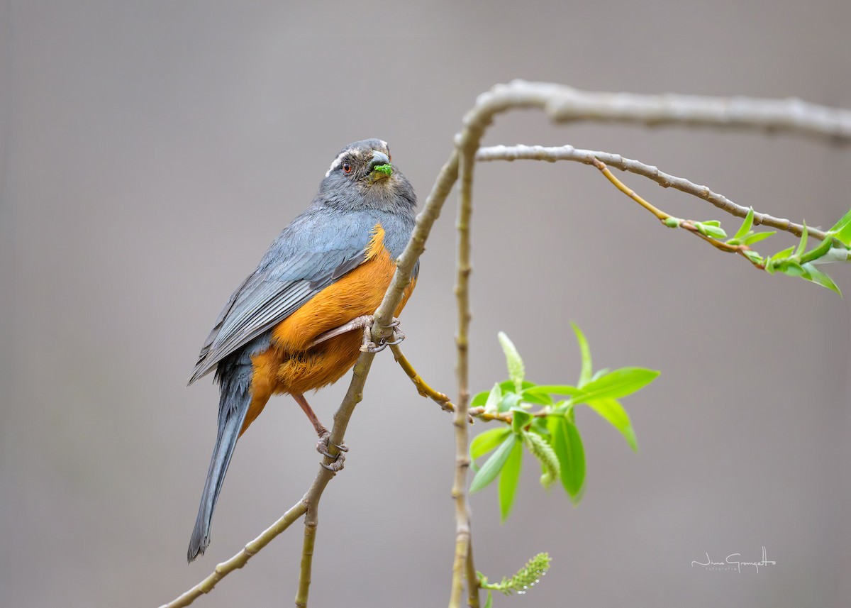 Rufous-bellied Mountain Tanager - ML645134439