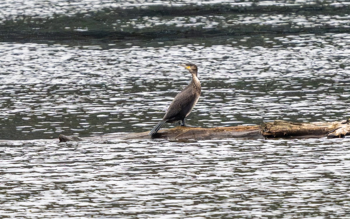 kormorán velký (ssp. carbo) - ML645134440