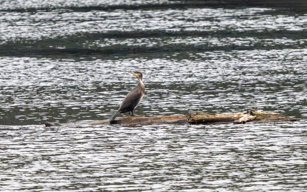 kormorán velký (ssp. carbo) - ML645134441