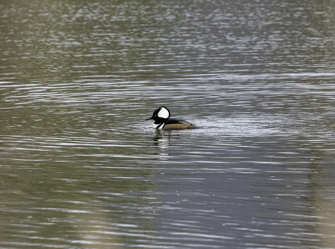 Hooded Merganser - ML645134442
