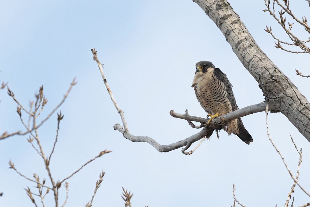 sokol stěhovavý - ML645134444