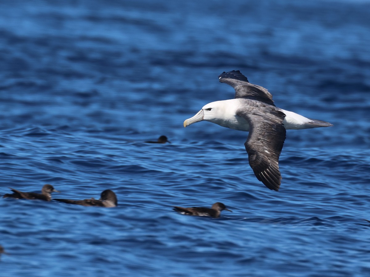 White-capped Albatross - ML645134445