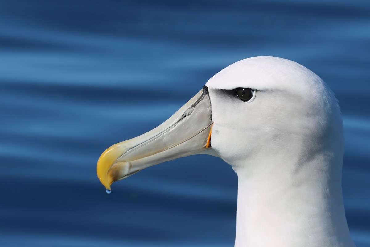 White-capped Albatross - ML645134446