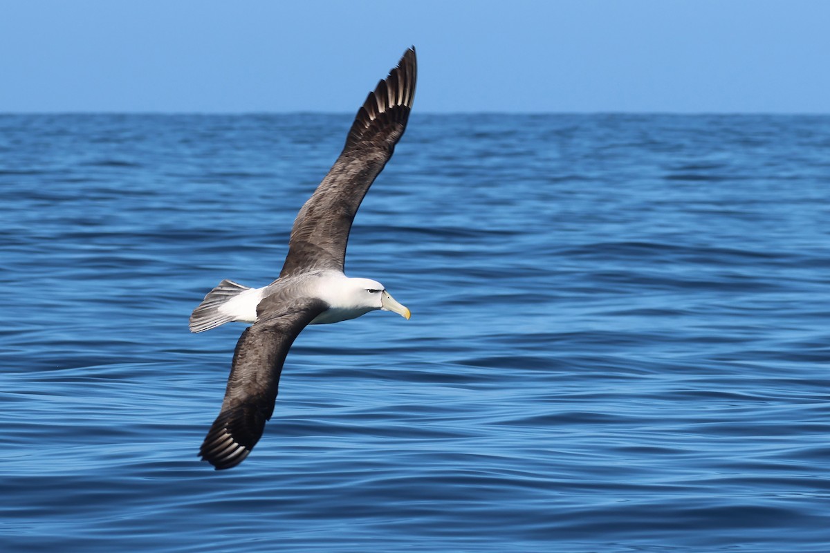 White-capped Albatross - ML645134447