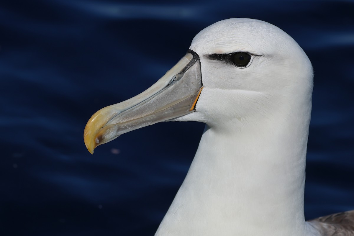 White-capped Albatross - ML645134448