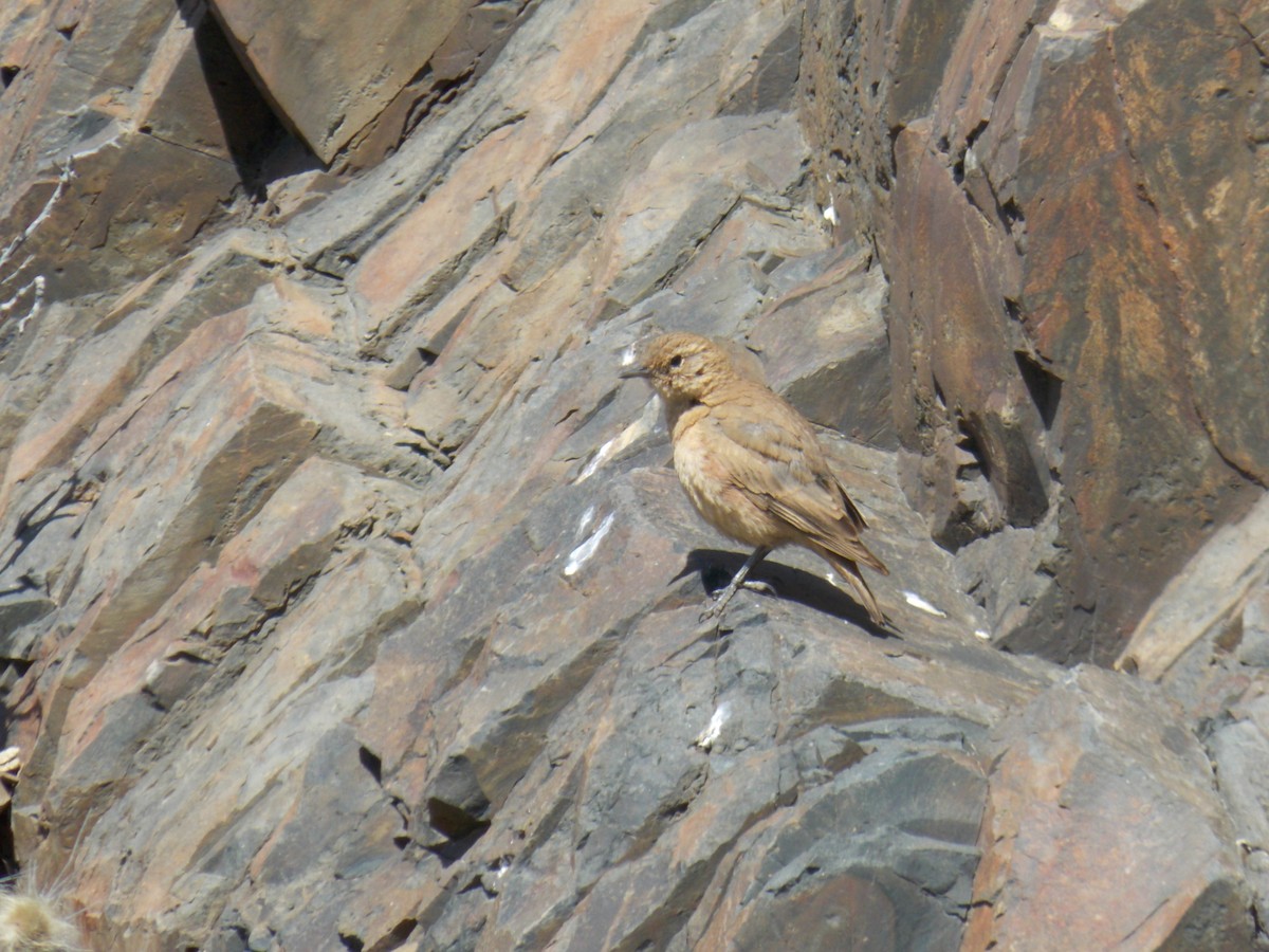 Rufous-banded Miner - ML645134455