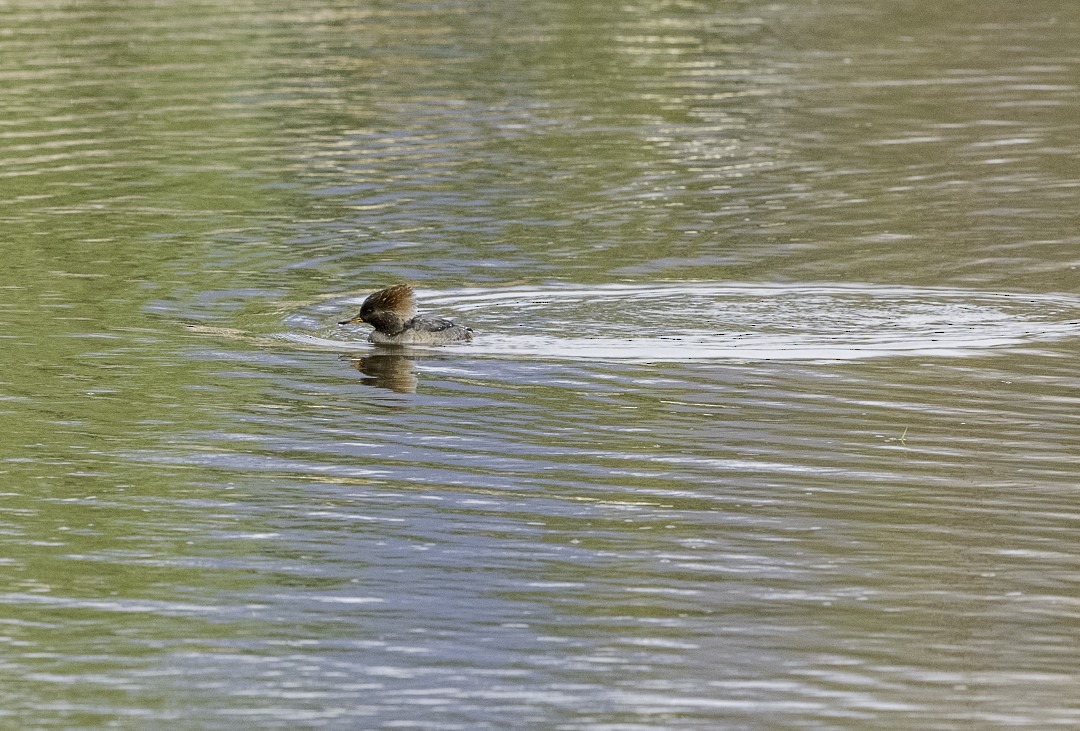 Hooded Merganser - ML645134459