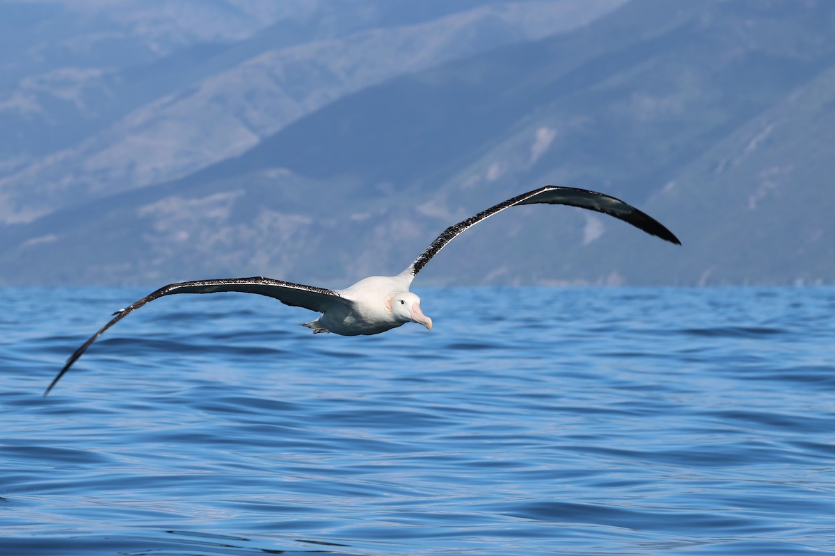 Southern Royal Albatross - ML645134469