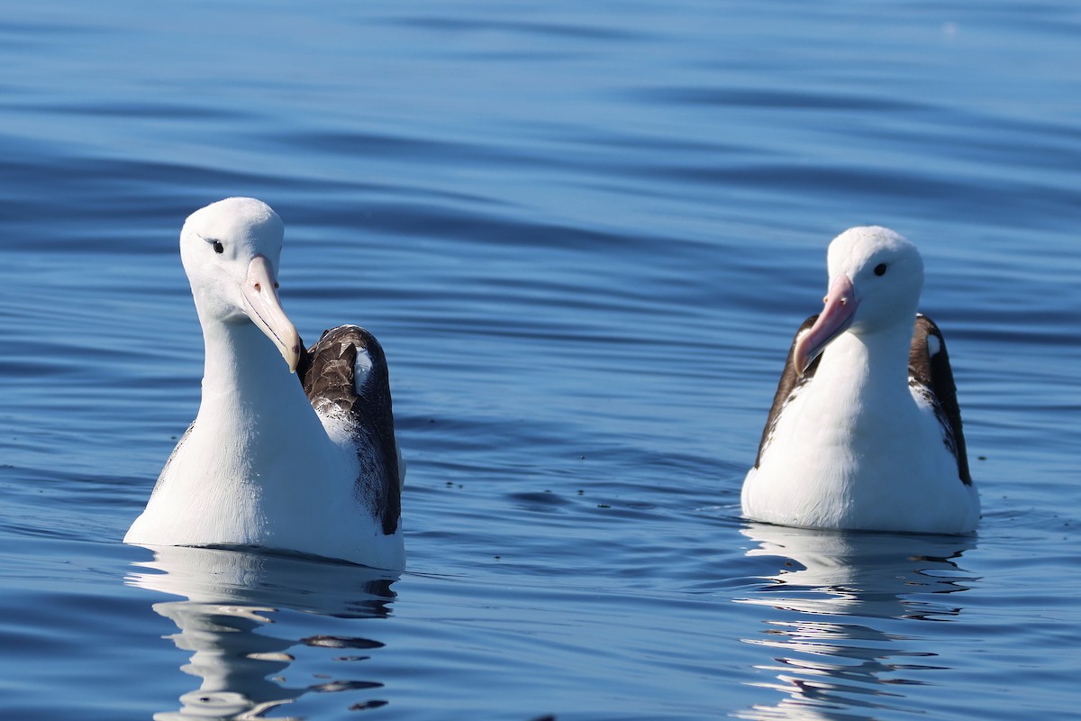 Southern Royal Albatross - ML645134470