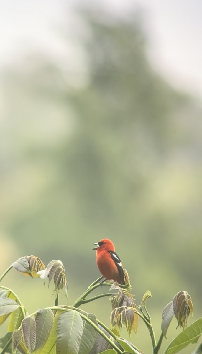 White-winged Tanager - ML645134471