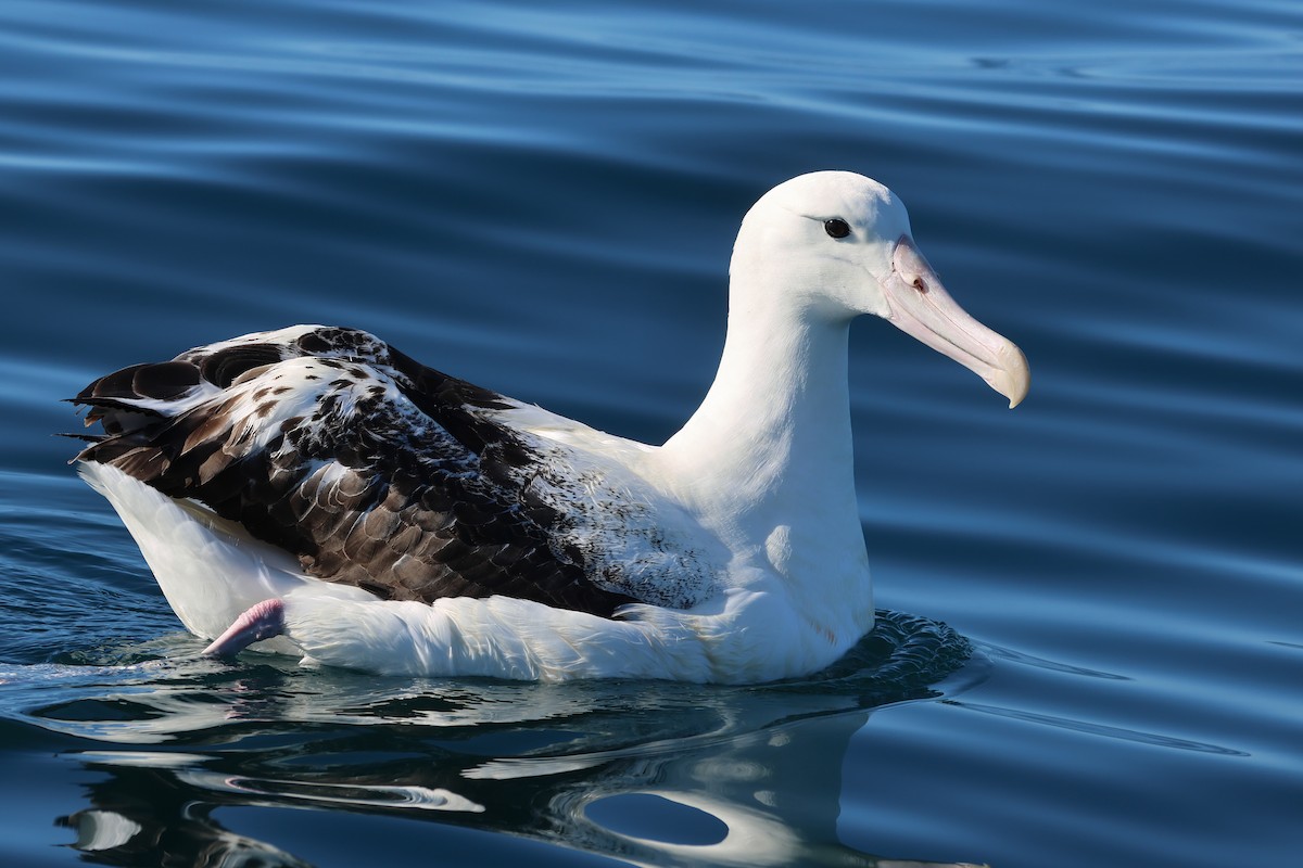Southern Royal Albatross - ML645134473