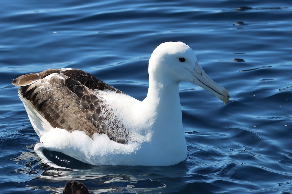 Southern Royal Albatross - ML645134474