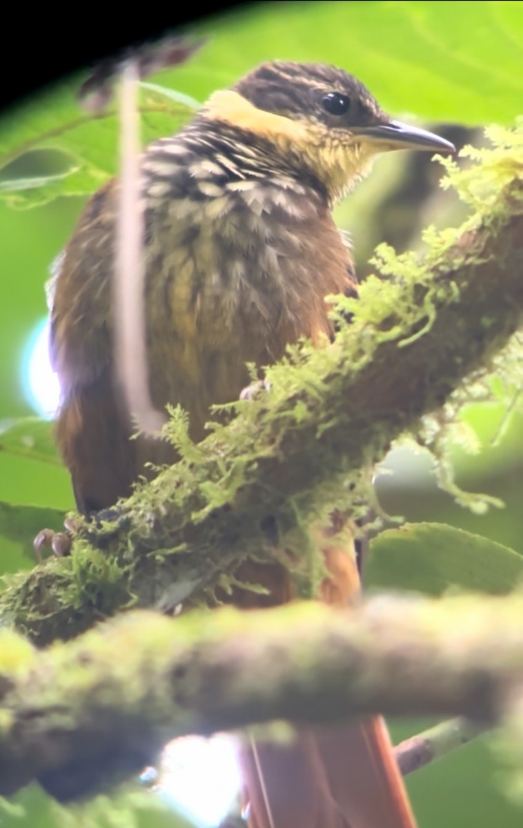 Buffy Tuftedcheek - ML645134478