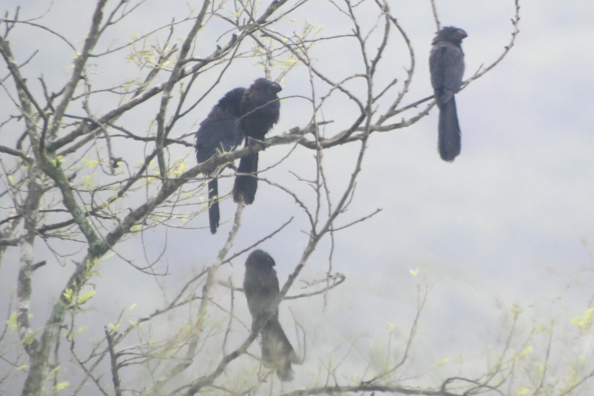 Ані товстодзьобий - ML645134491