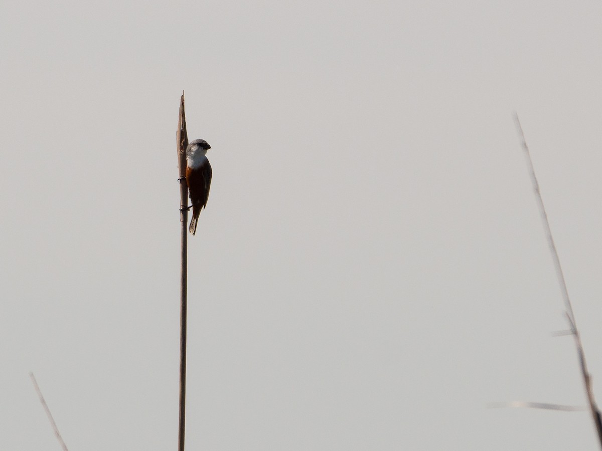 Болотный просяночник - ML645134506