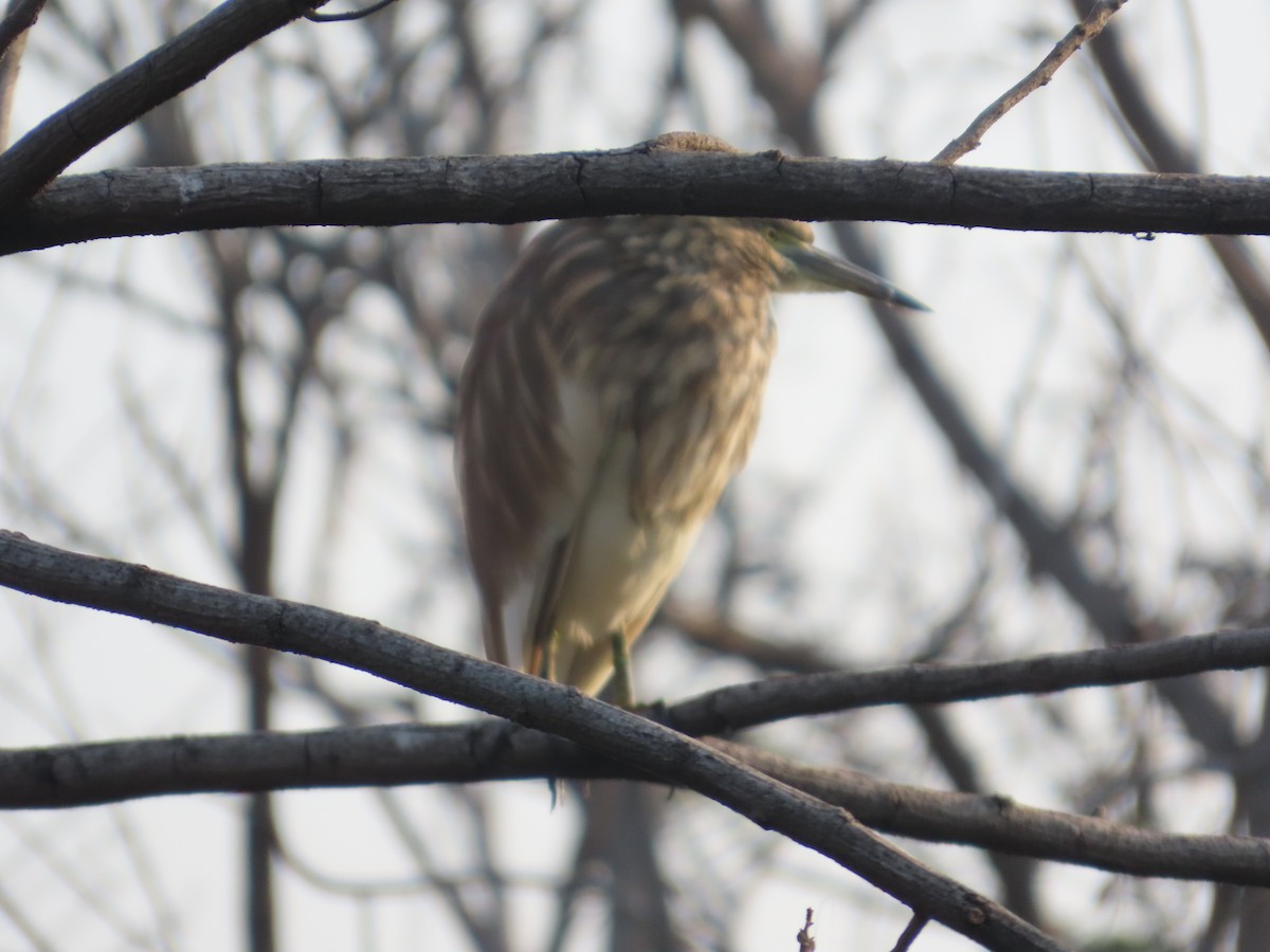 Индийская прудовая цапля - ML645134508