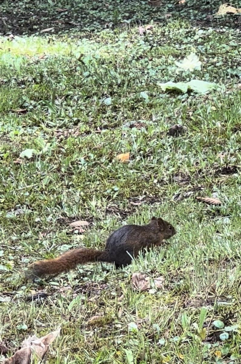 Mammals - ML645134510