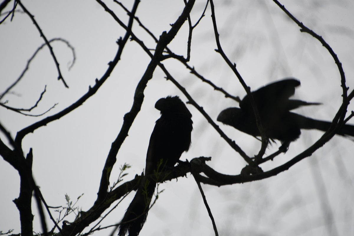 Ані товстодзьобий - ML645134514