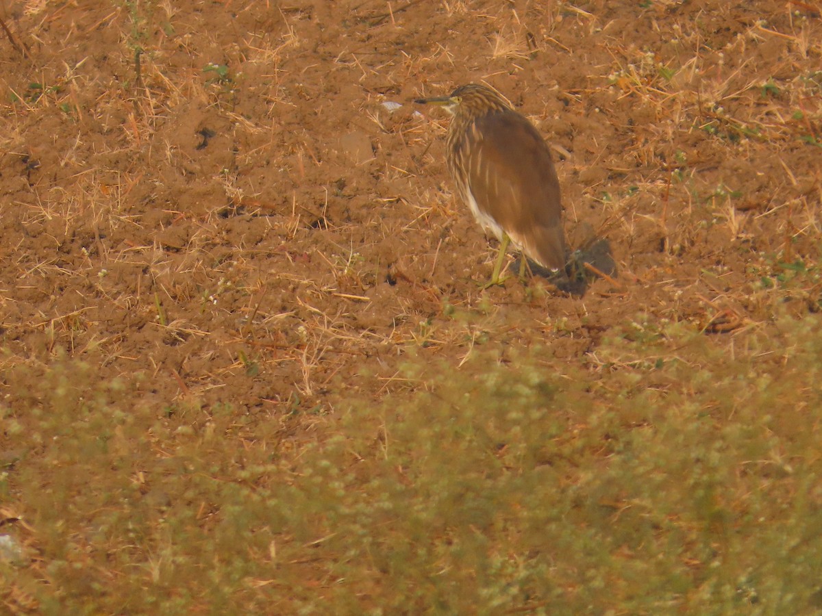 Индийская прудовая цапля - ML645134517