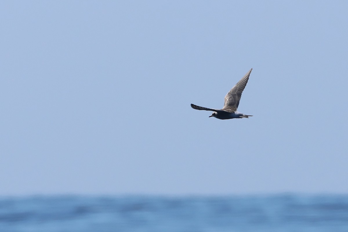 Black-fronted Tern - ML645134518
