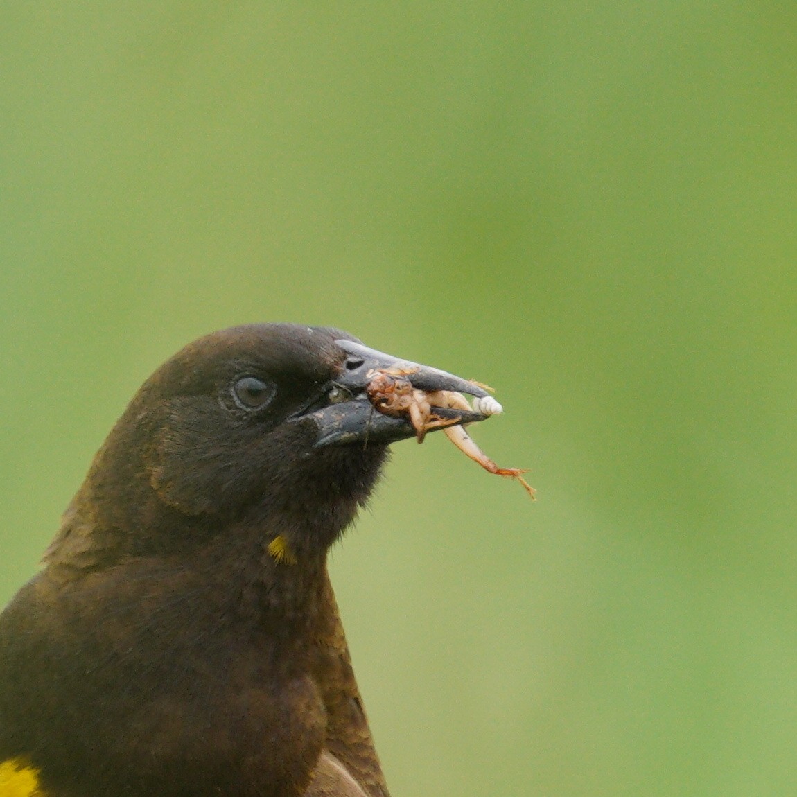 Yellow-rumped Marshbird - ML645134524