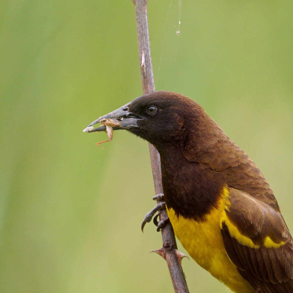 Yellow-rumped Marshbird - ML645134525