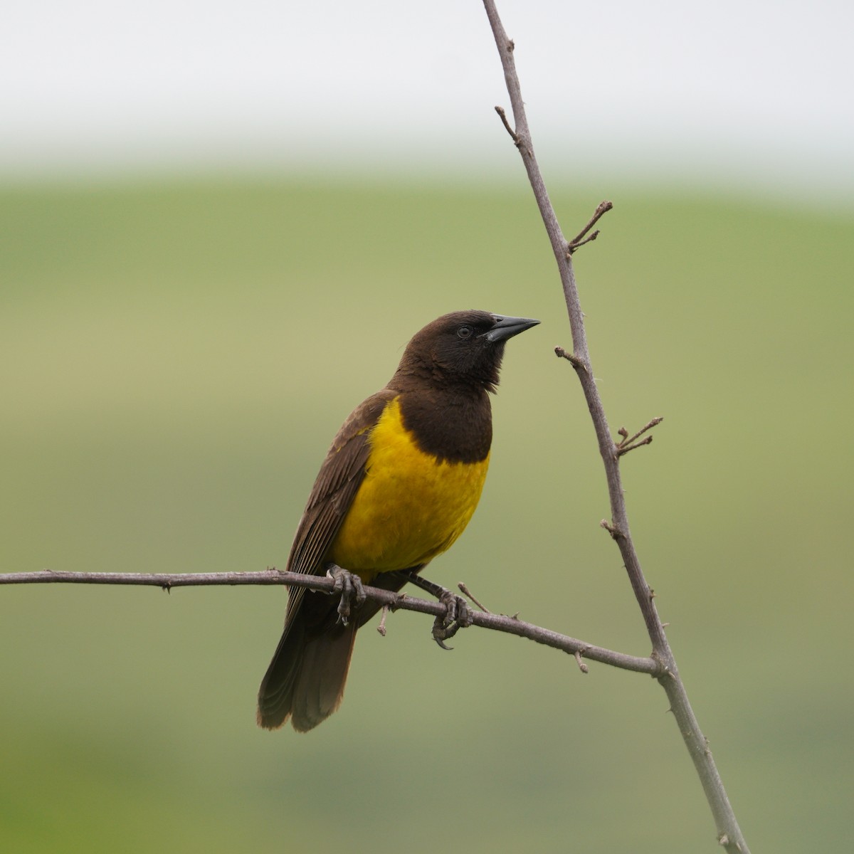 Yellow-rumped Marshbird - ML645134526