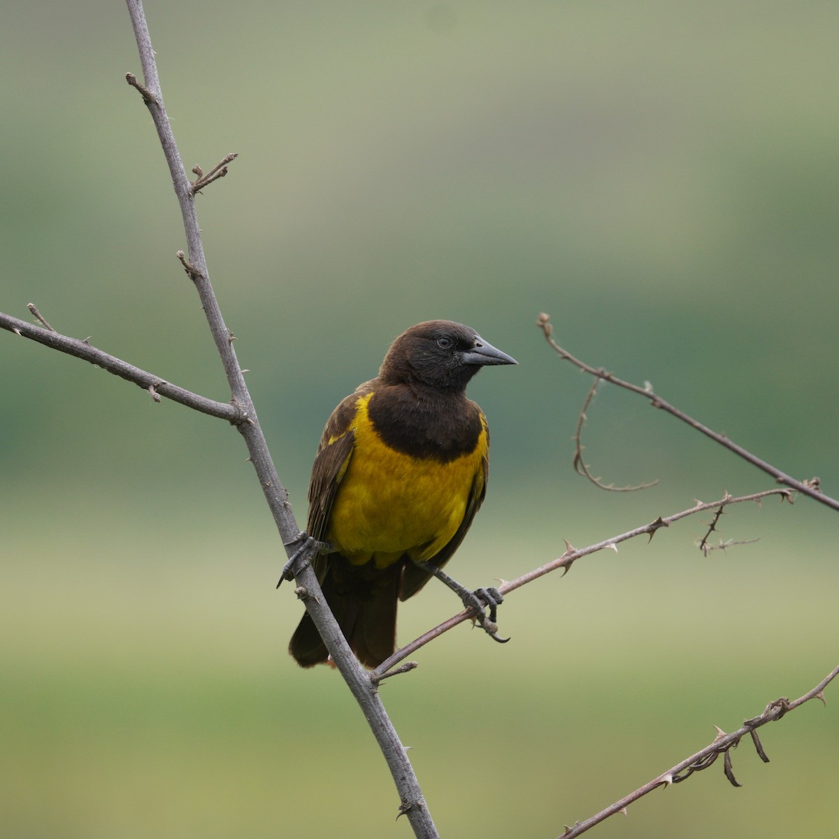 Yellow-rumped Marshbird - ML645134529