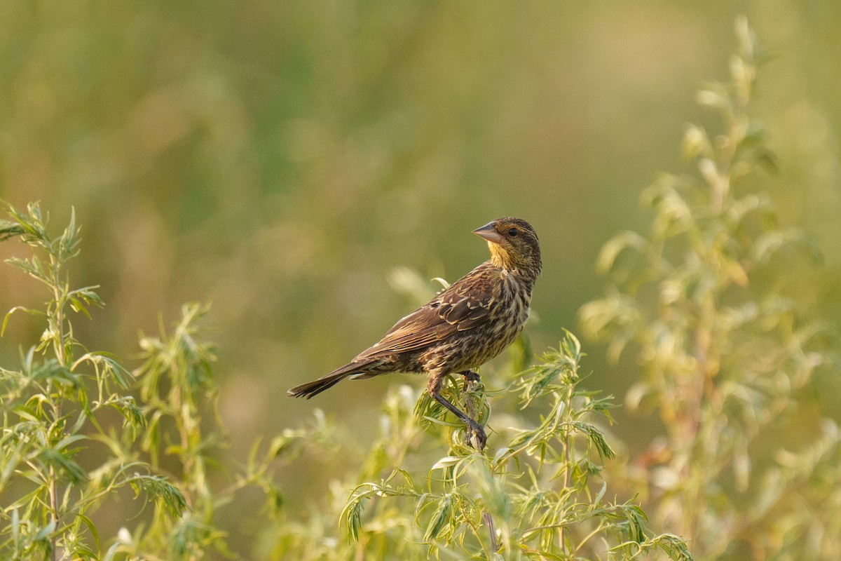 Red-winged Blackbird - ML645134542