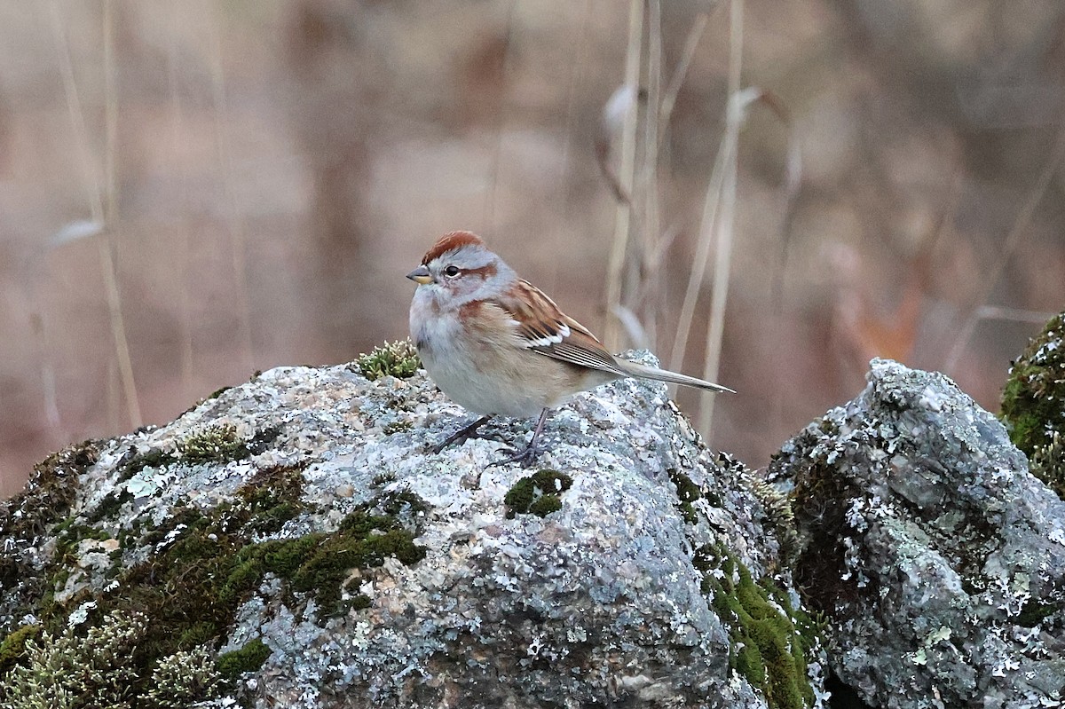 Пасовник північний - ML645134554