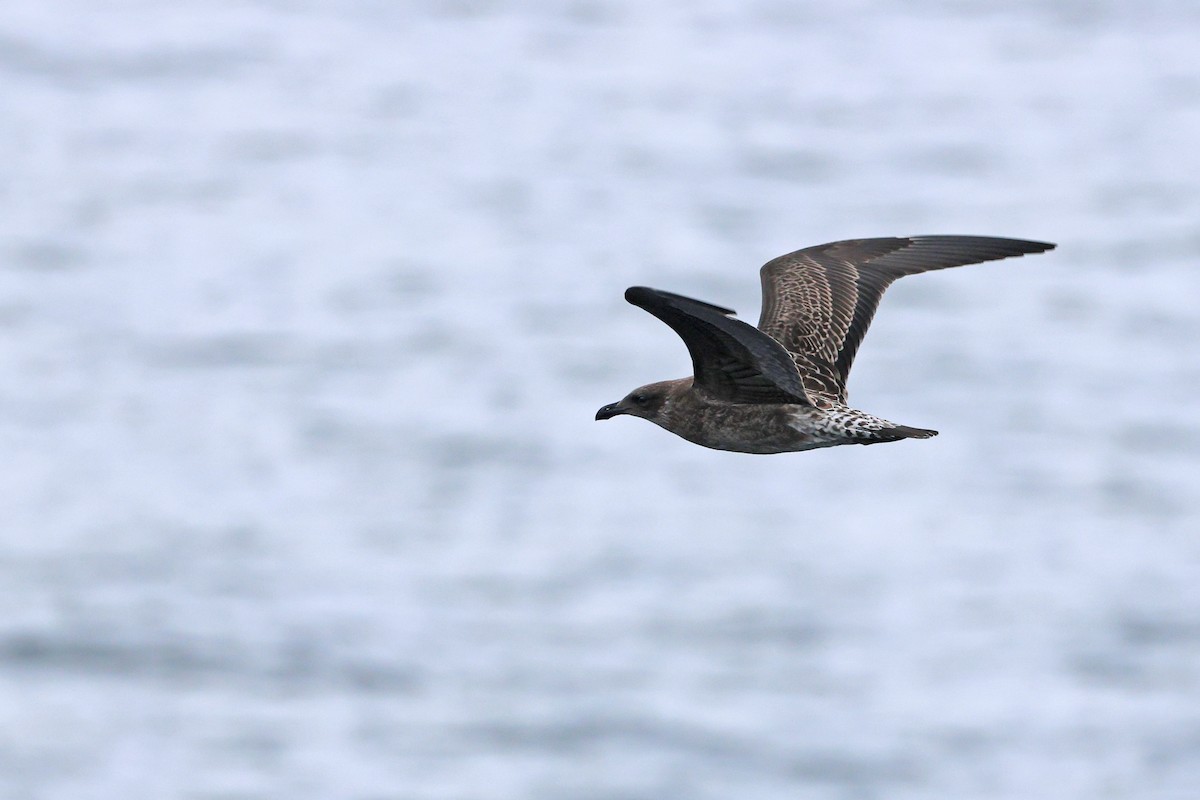 Kelp Gull - ML645134559