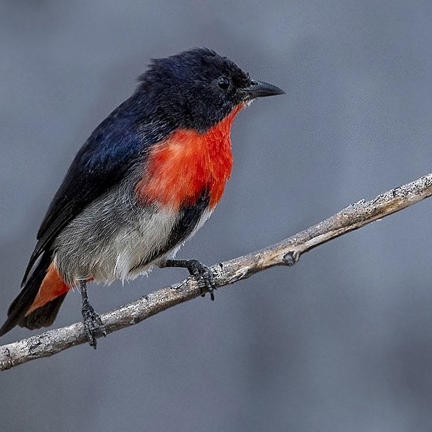 Mistletoebird - ML645134564