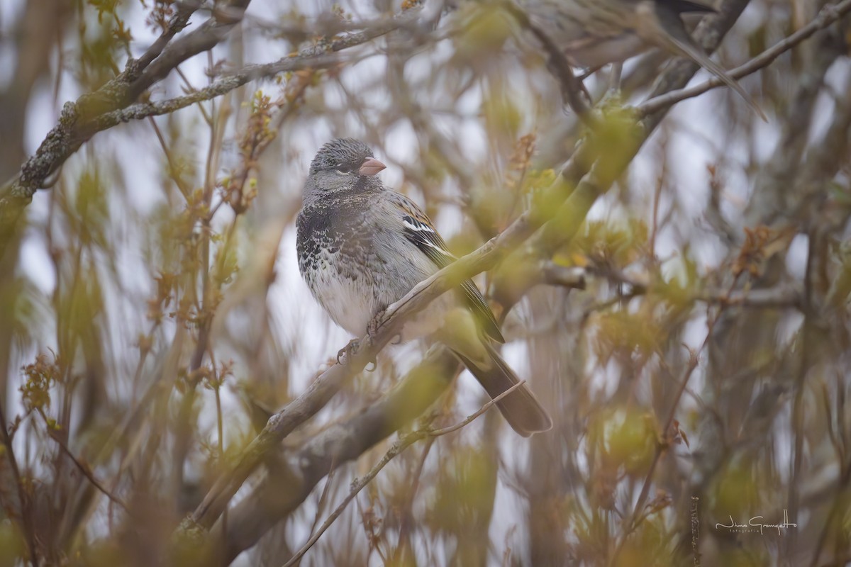 Mourning Sierra Finch - ML645134566