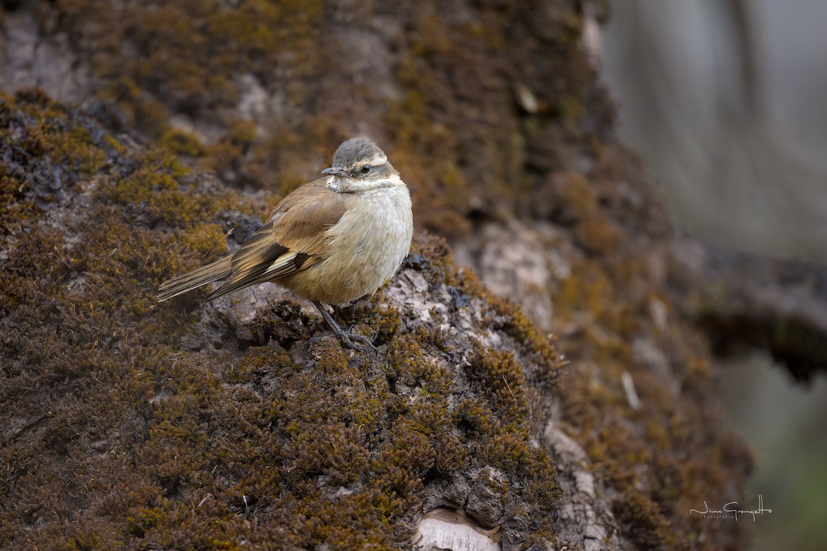 Cream-winged Cinclodes - ML645134584