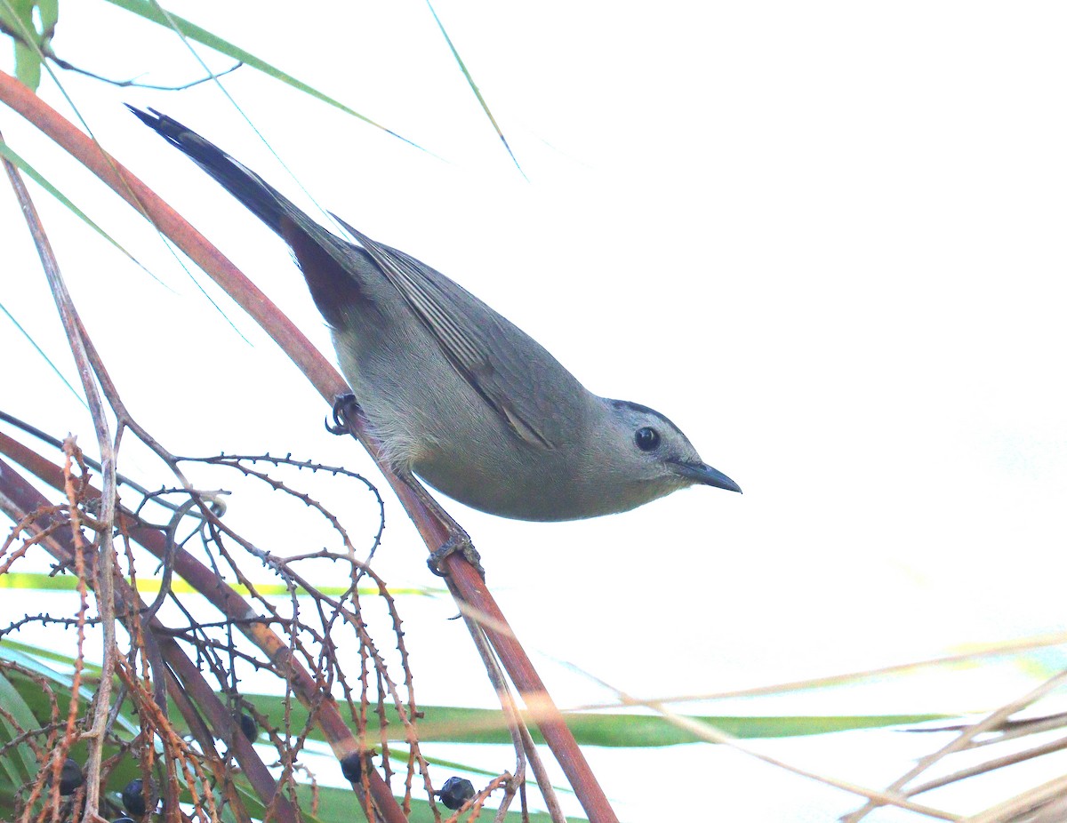 Miaulari grisa - ML645134589